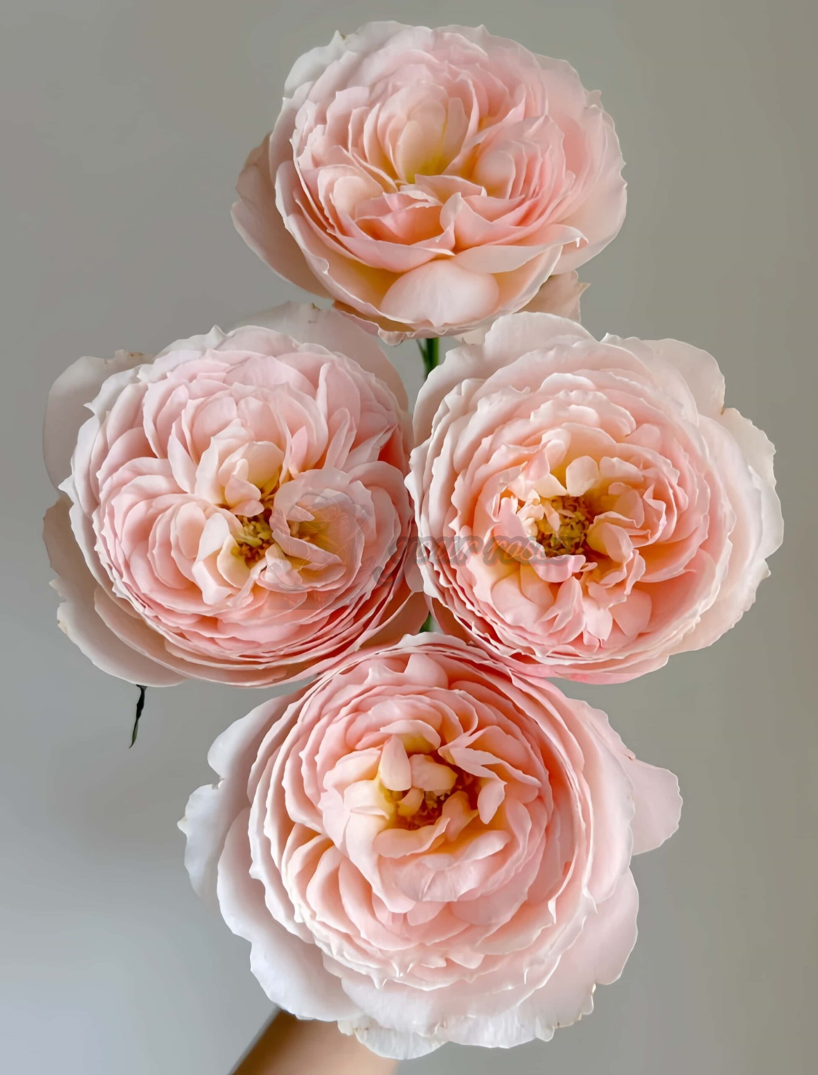 Flod Farm Rose plant丨Your roses