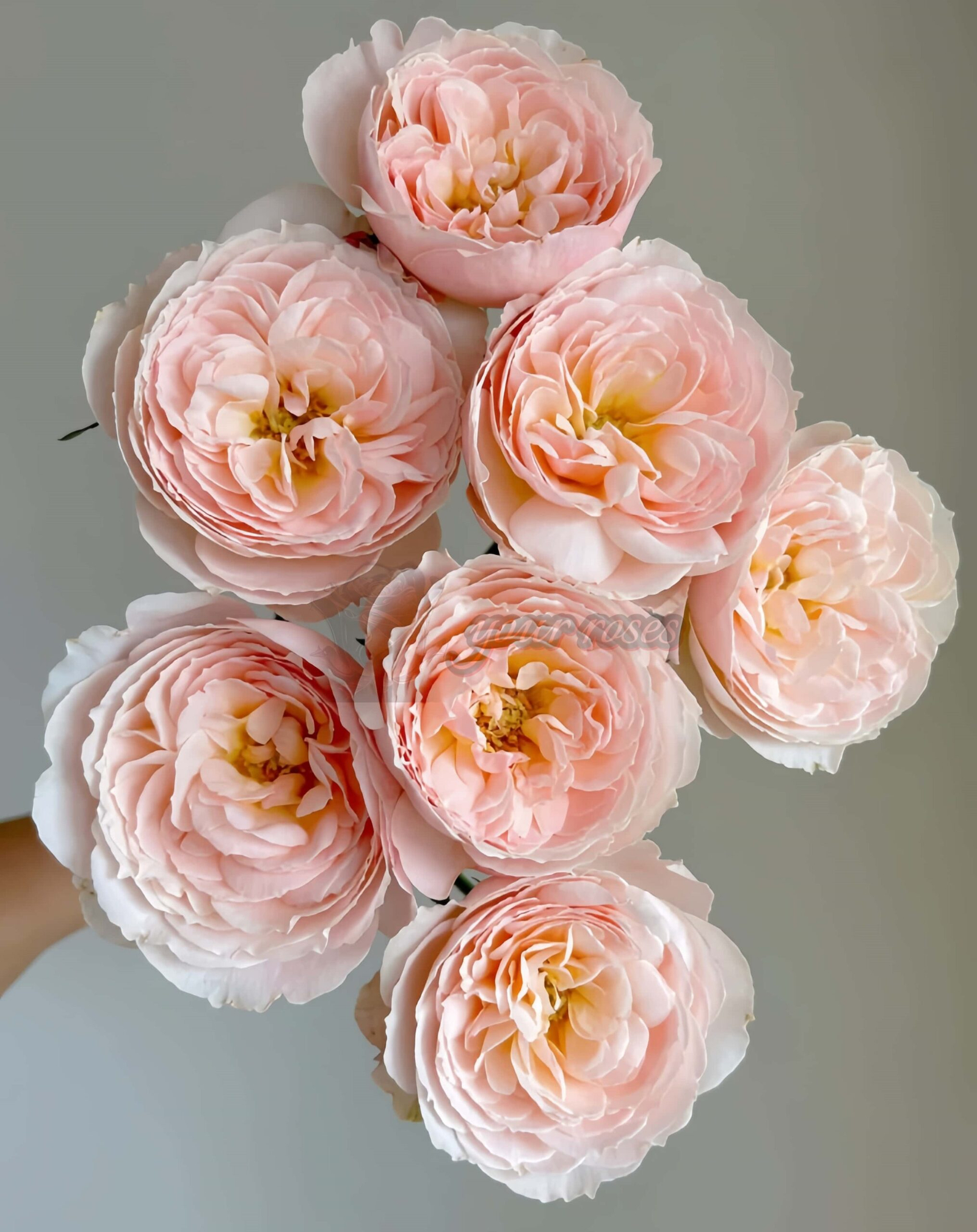 Flod Farm Rose丨Your roses