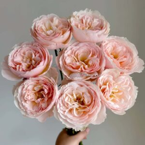 Flod Farm Rose for sale丨Your roses