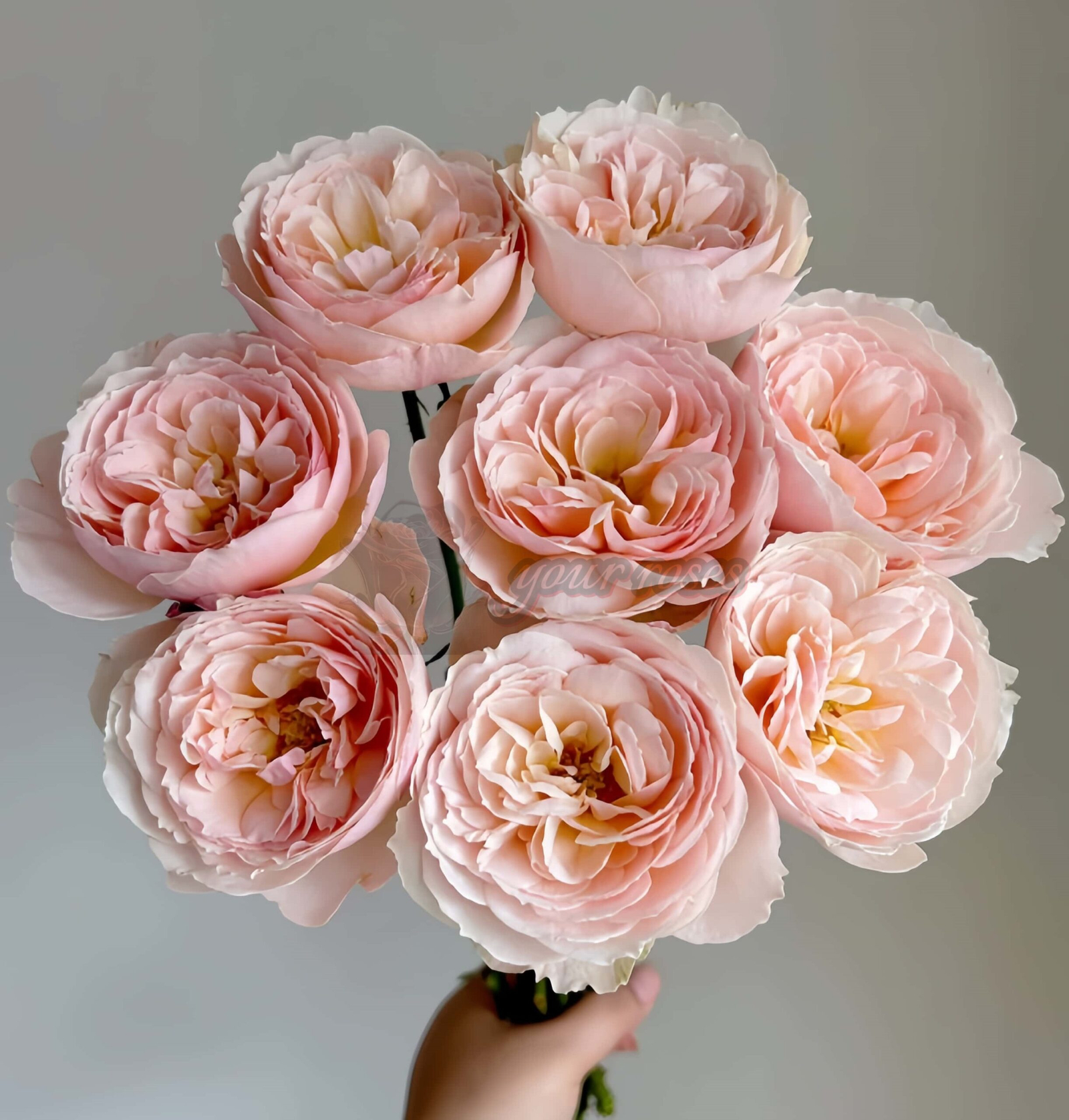 Flod Farm Rose for sale丨Your roses