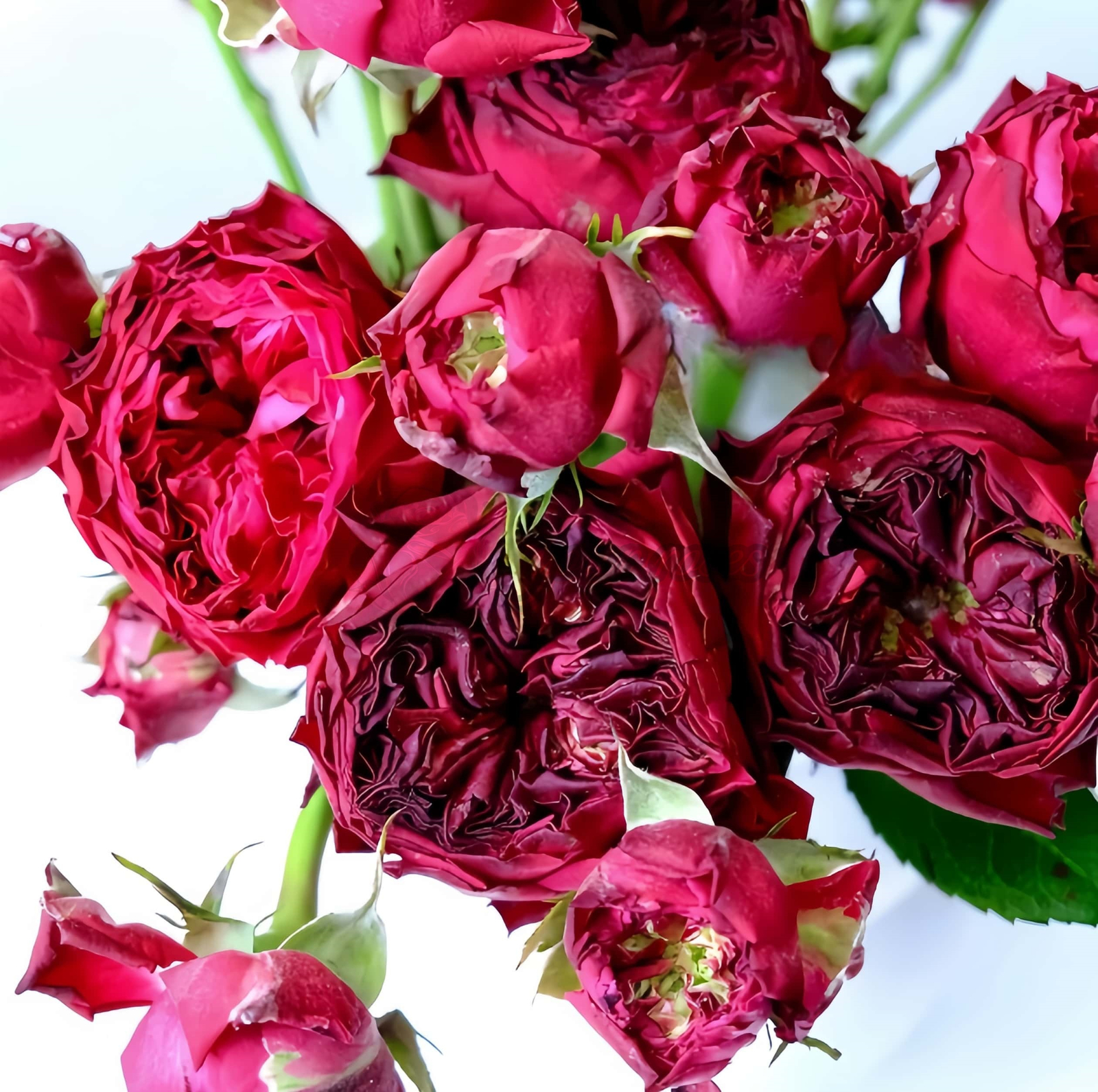 Frozen Summerhouse Rose for sale丨Your roses