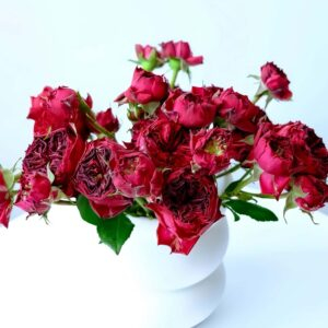 Frozen Summerhouse Rose plant丨Your roses