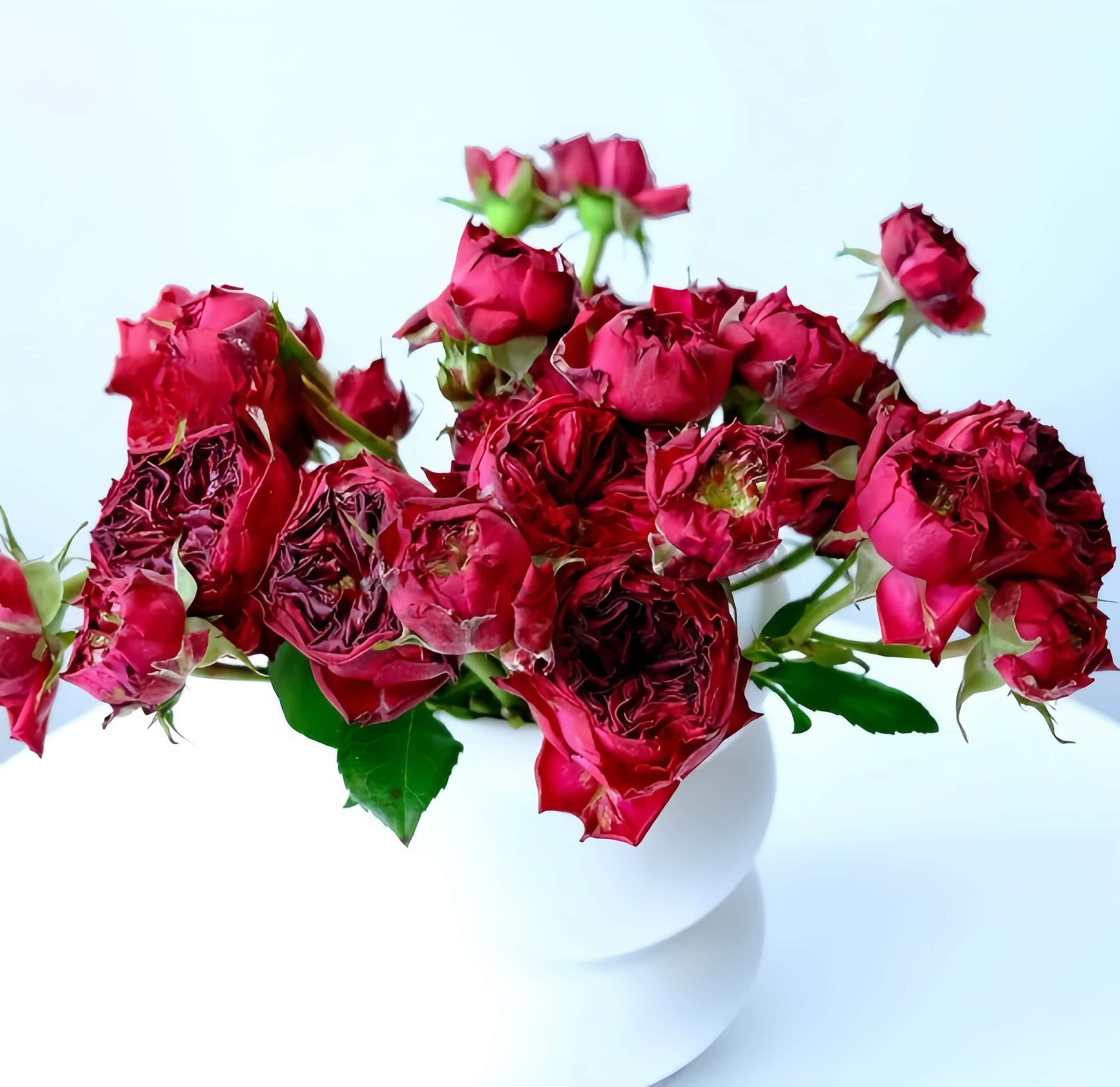 Frozen Summerhouse Rose plant丨Your roses