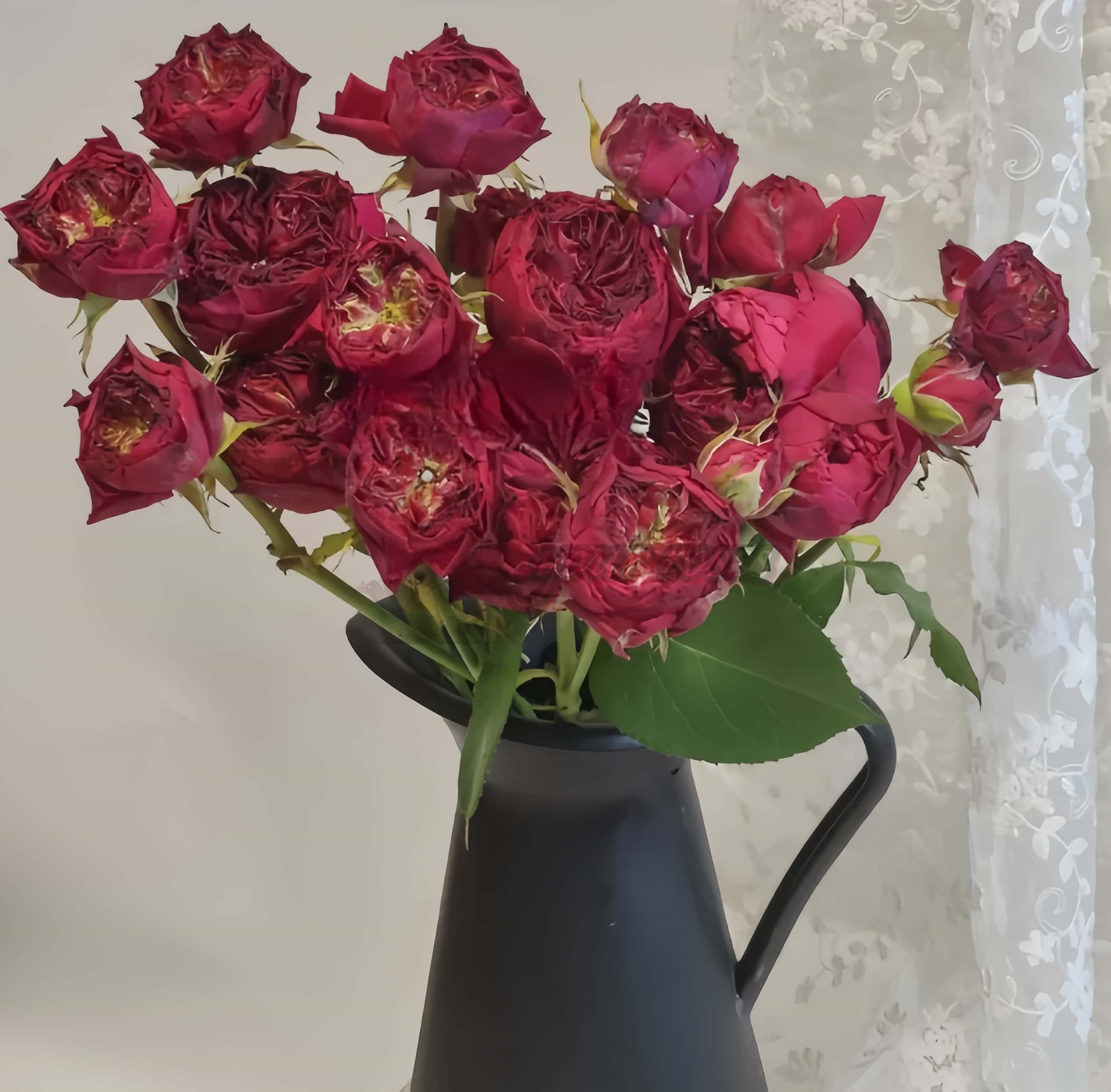 Frozen Summerhouse Rose丨Your roses