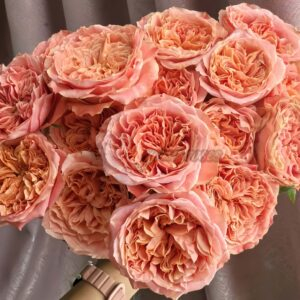 Funky Peach Rose丨Your roses