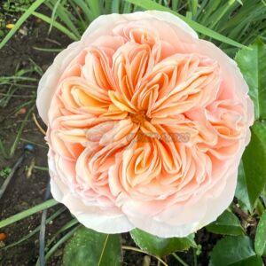 Georgina Gardens Rose for sale丨Your roses