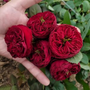 Grand jubilee Rose丨Your roses