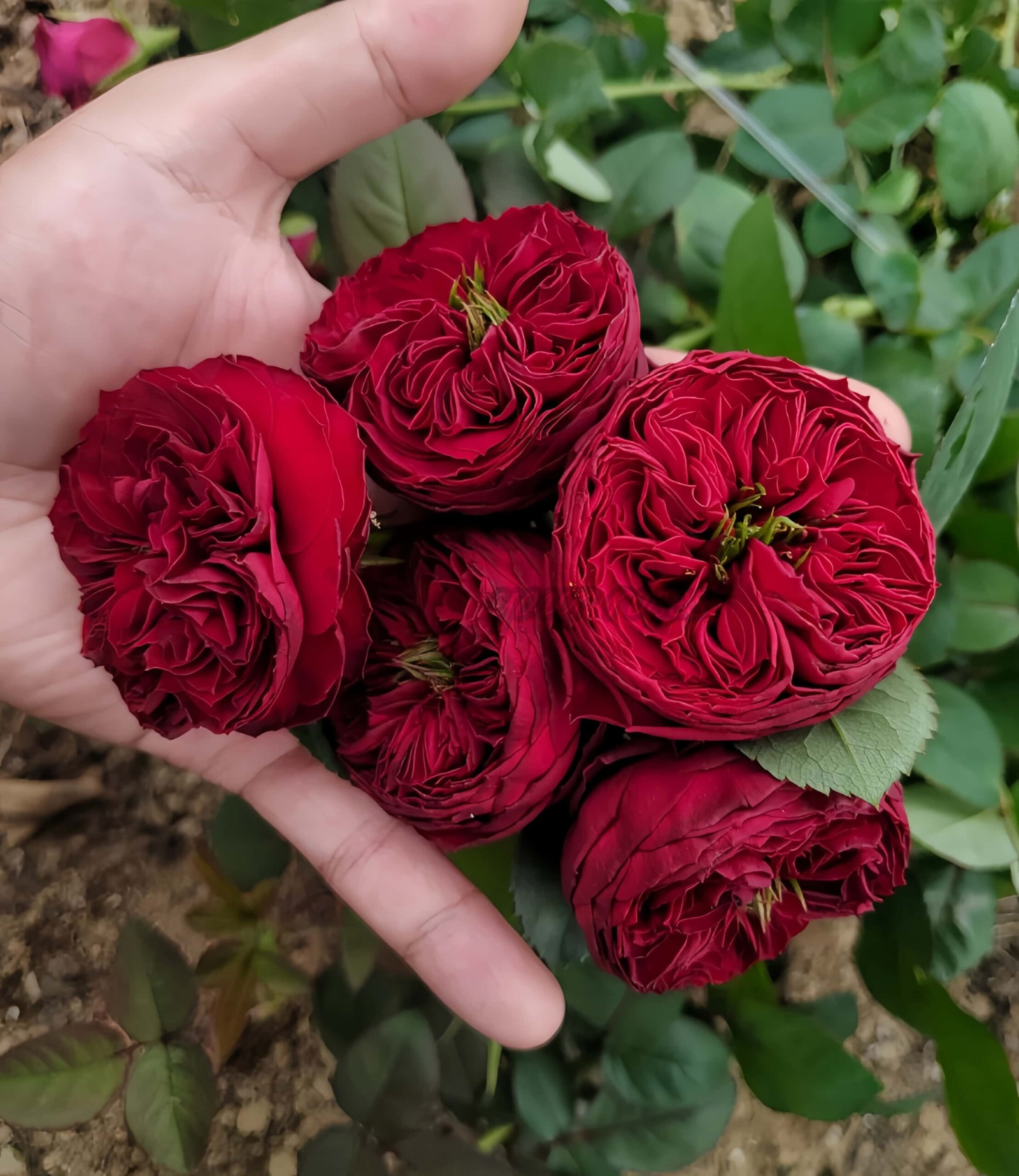 Grand jubilee Rose丨Your roses