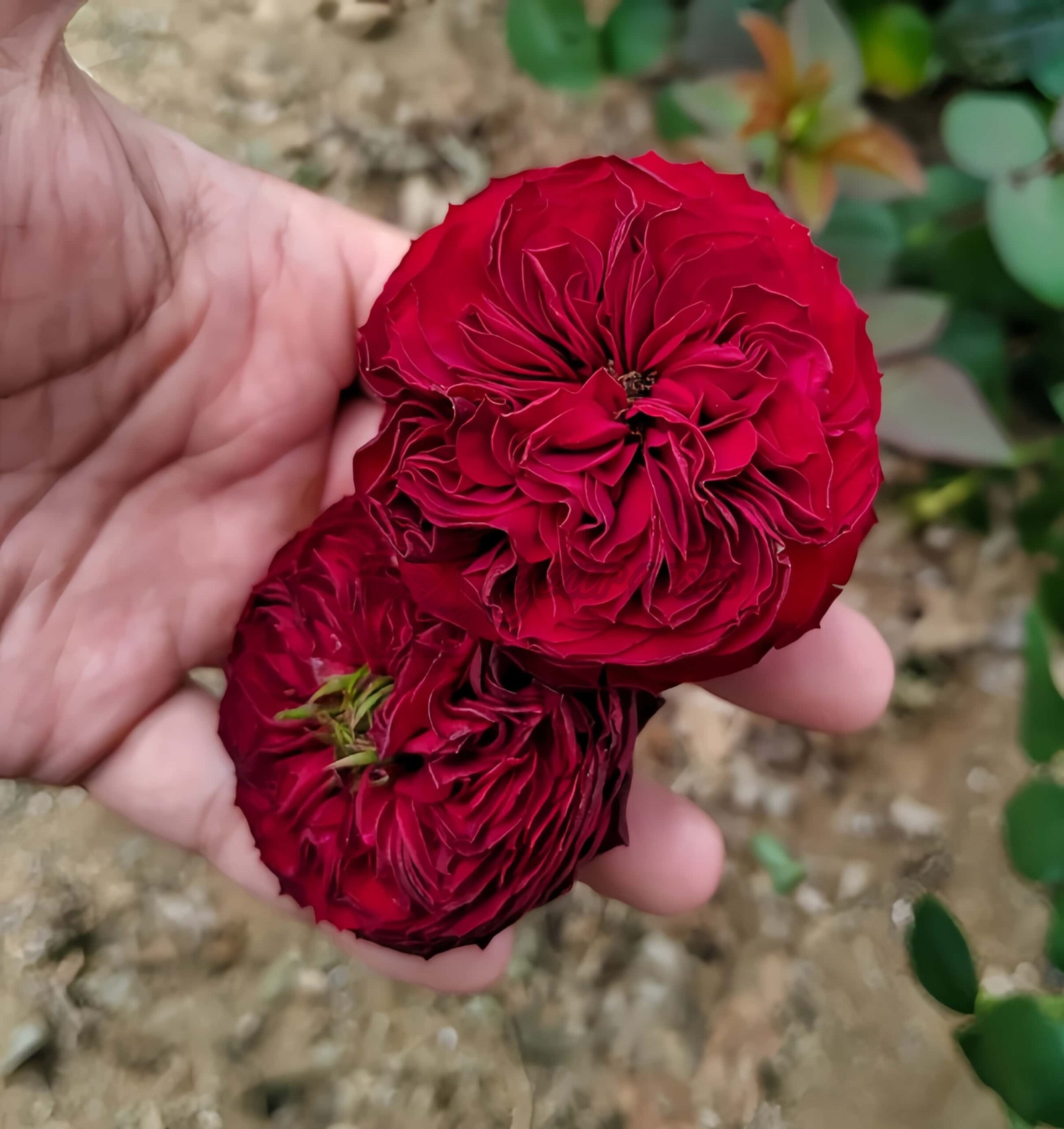 Grand jubilee Rose for sale丨Your roses
