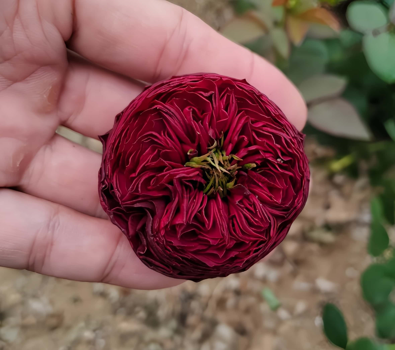 Grand jubilee Rose plant丨Your roses