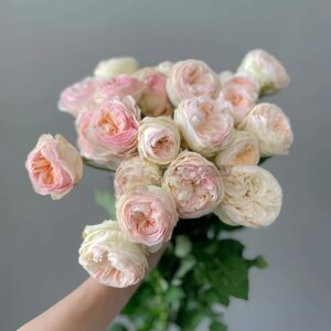 Grandma‘s Finest Romy Rose plant丨Your roses