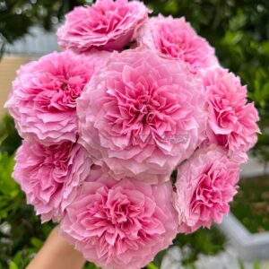 Jardin Parfumen Amoureuse Rose丨Your roses