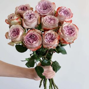 Lilac wonder Rose for sale丨Your roses