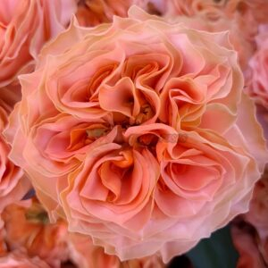 Living Coral Rose plant丨Your roses