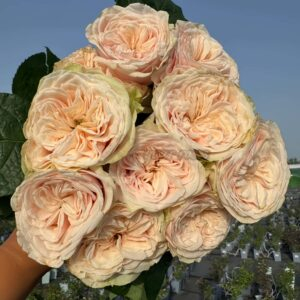 Love FountAln Rose丨Your roses