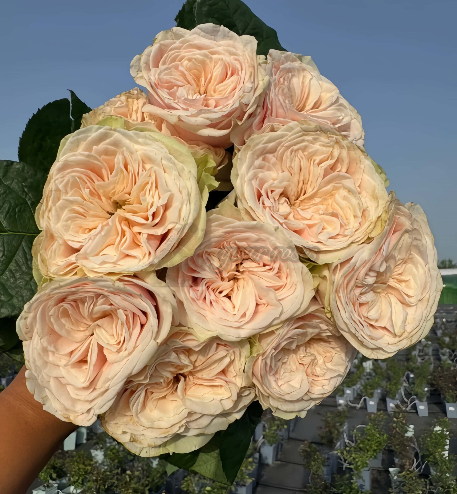 Love FountAln Rose丨Your roses