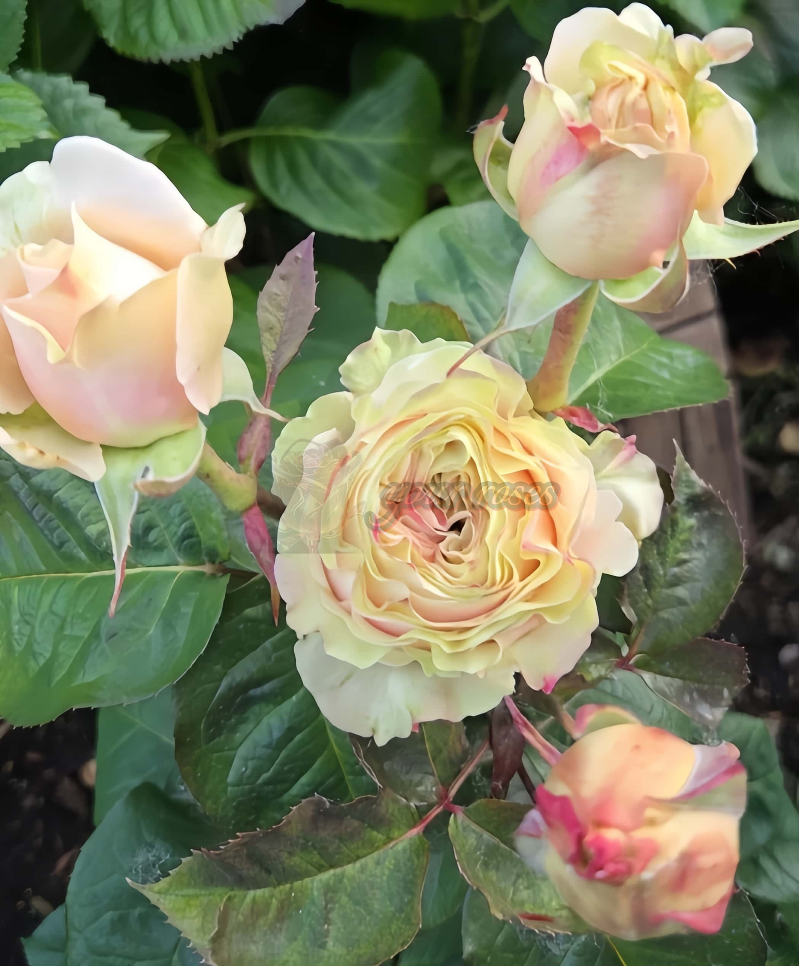 Love FountAln Rose plant丨Your roses