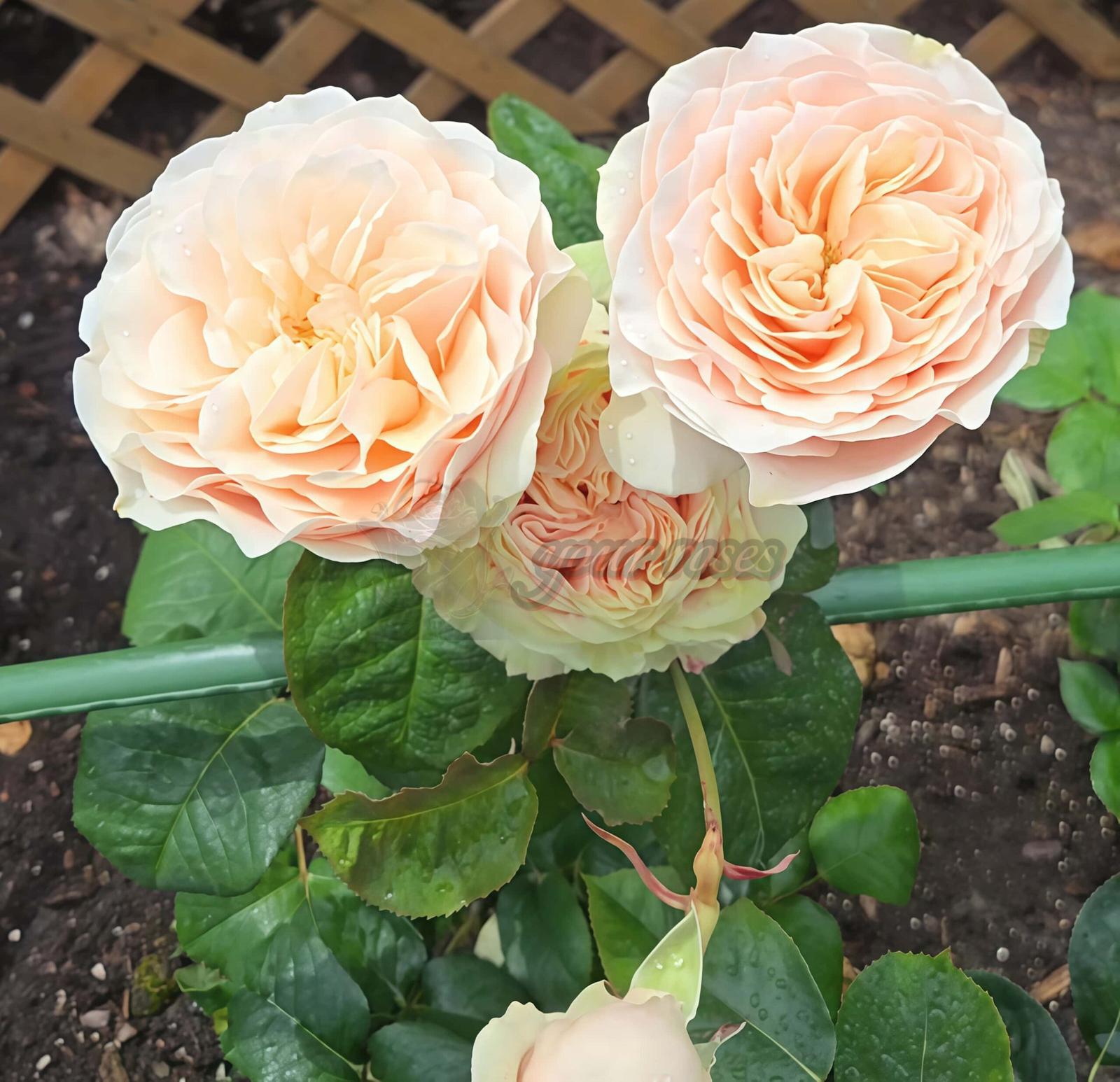 Love FountAln Rose丨Your roses