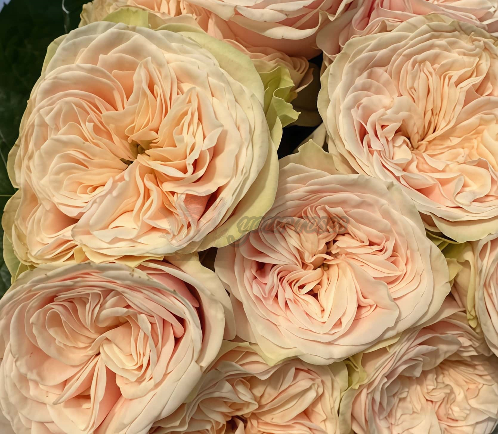 Love FountAln Rose for sale丨Your roses