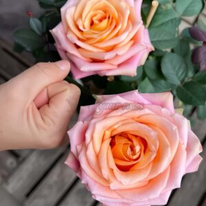 Love Pearl Rose丨Your roses