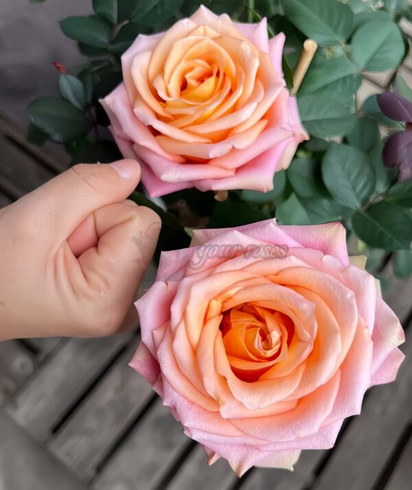 Love Pearl Rose丨Your roses