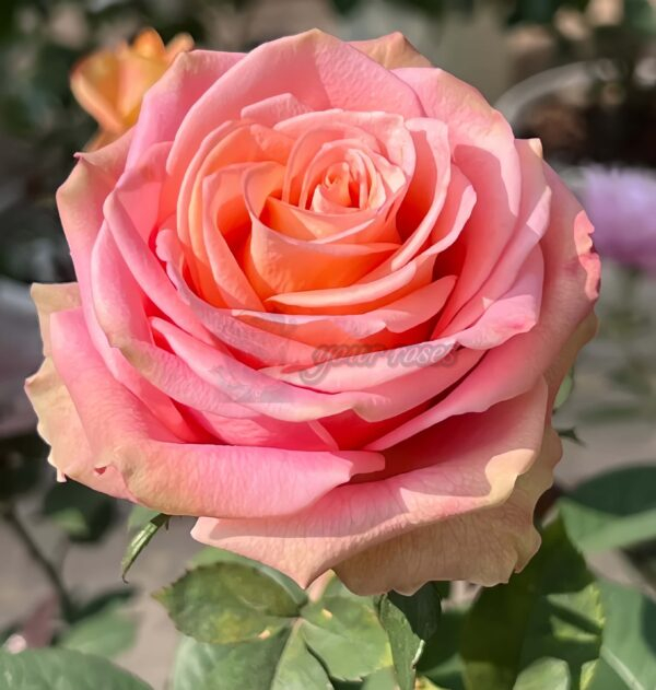 Love Pearl Rose for sale丨Your roses