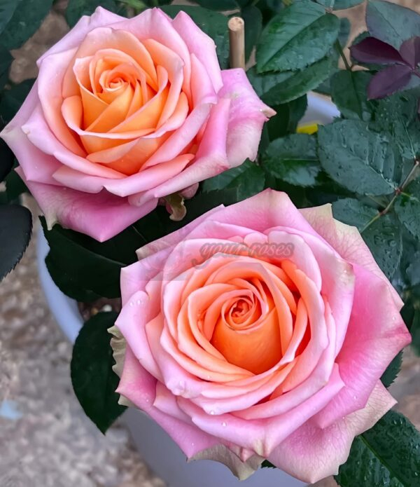 Love Pearl Rose丨Your roses
