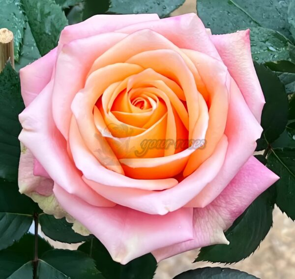 Love Pearl Rose plant丨Your roses