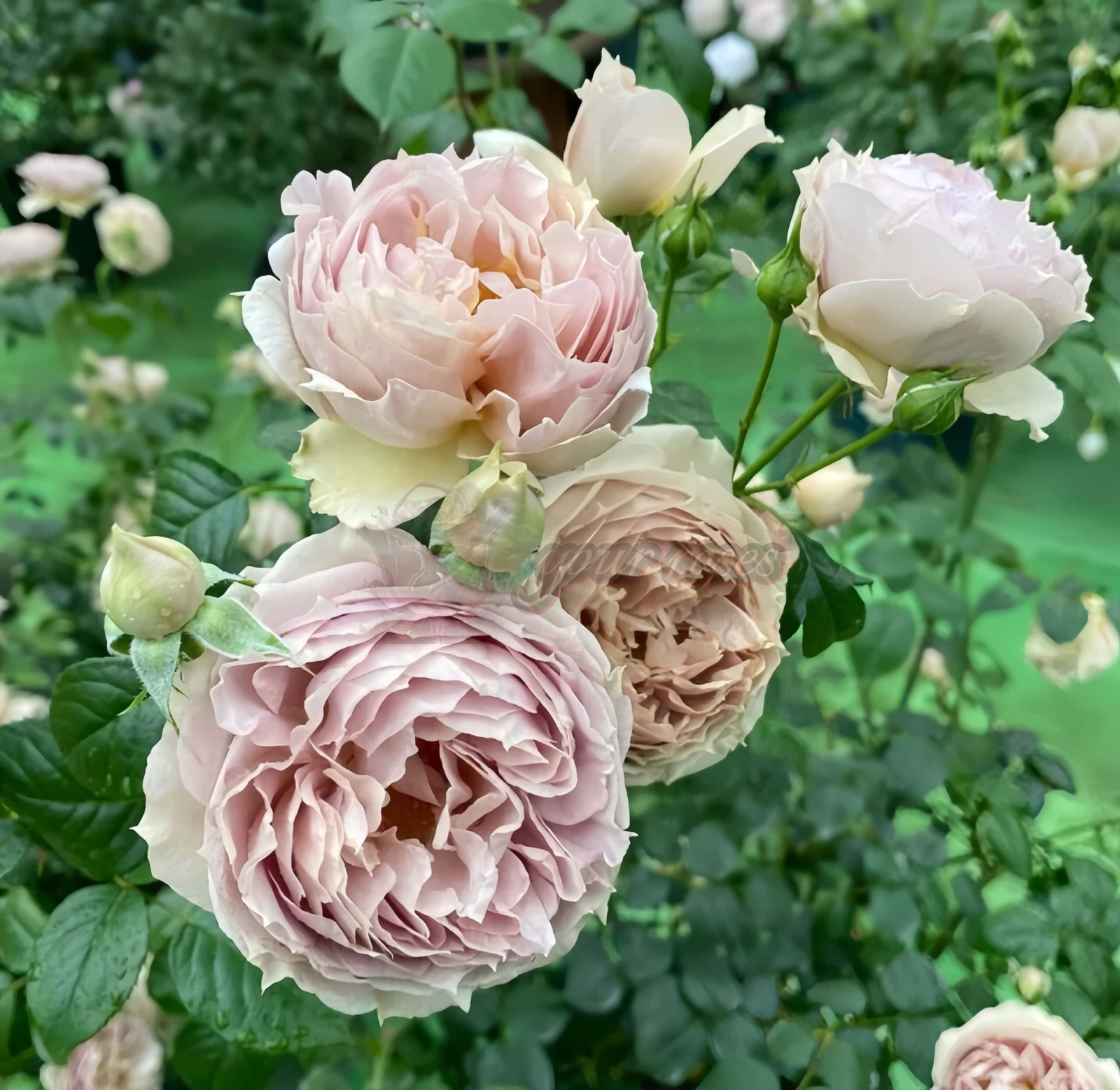 Luxor Rose Plant|木村版卢克索 -
