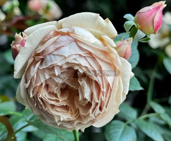 Luxor Rose Plant|木村版卢克索 -