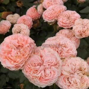 M-Tea Party Rose plant丨Your roses