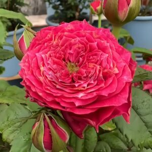 Magic Vuvuzela Rose丨Your roses