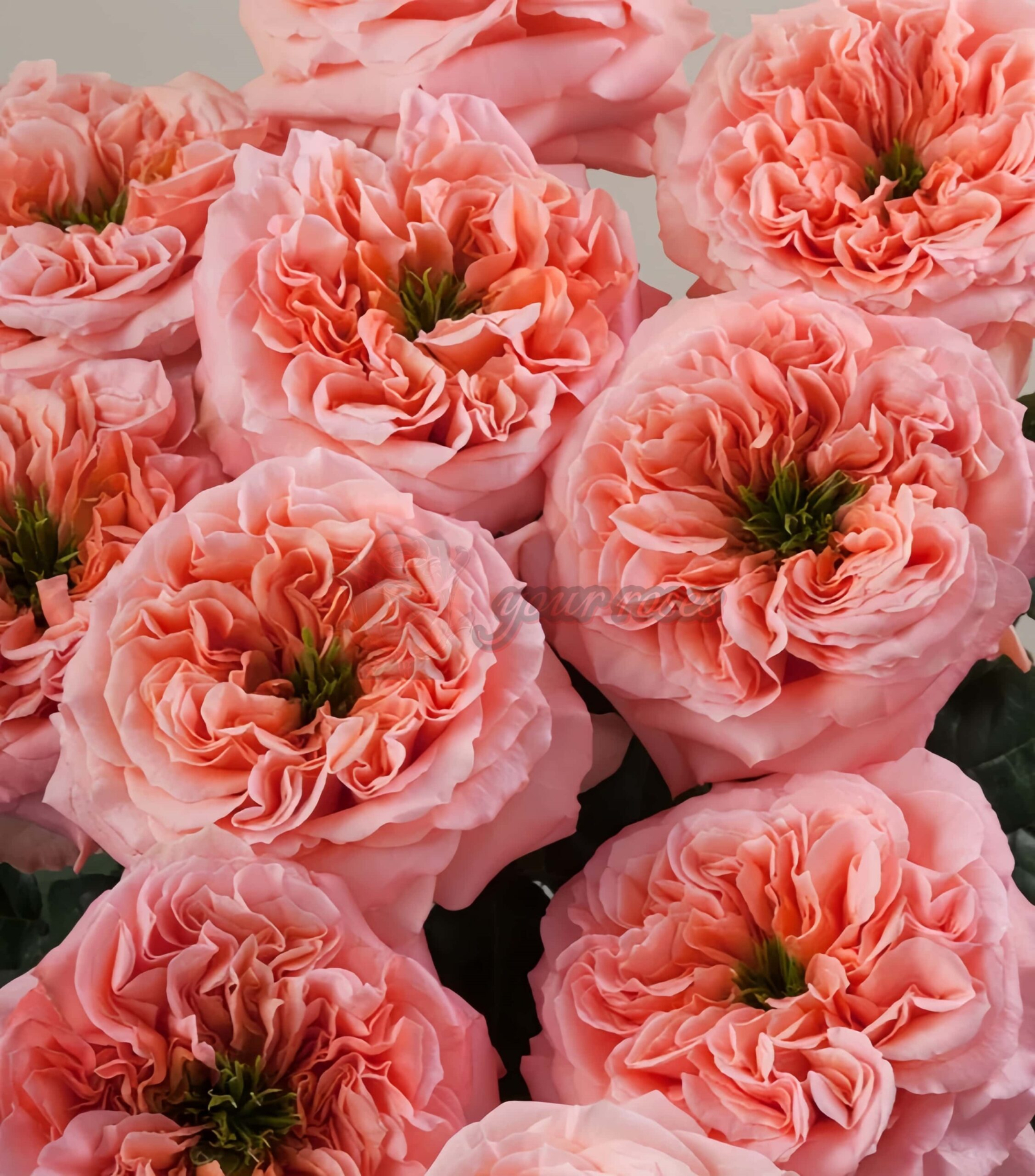 Mandarin X-pression Rose丨Your roses