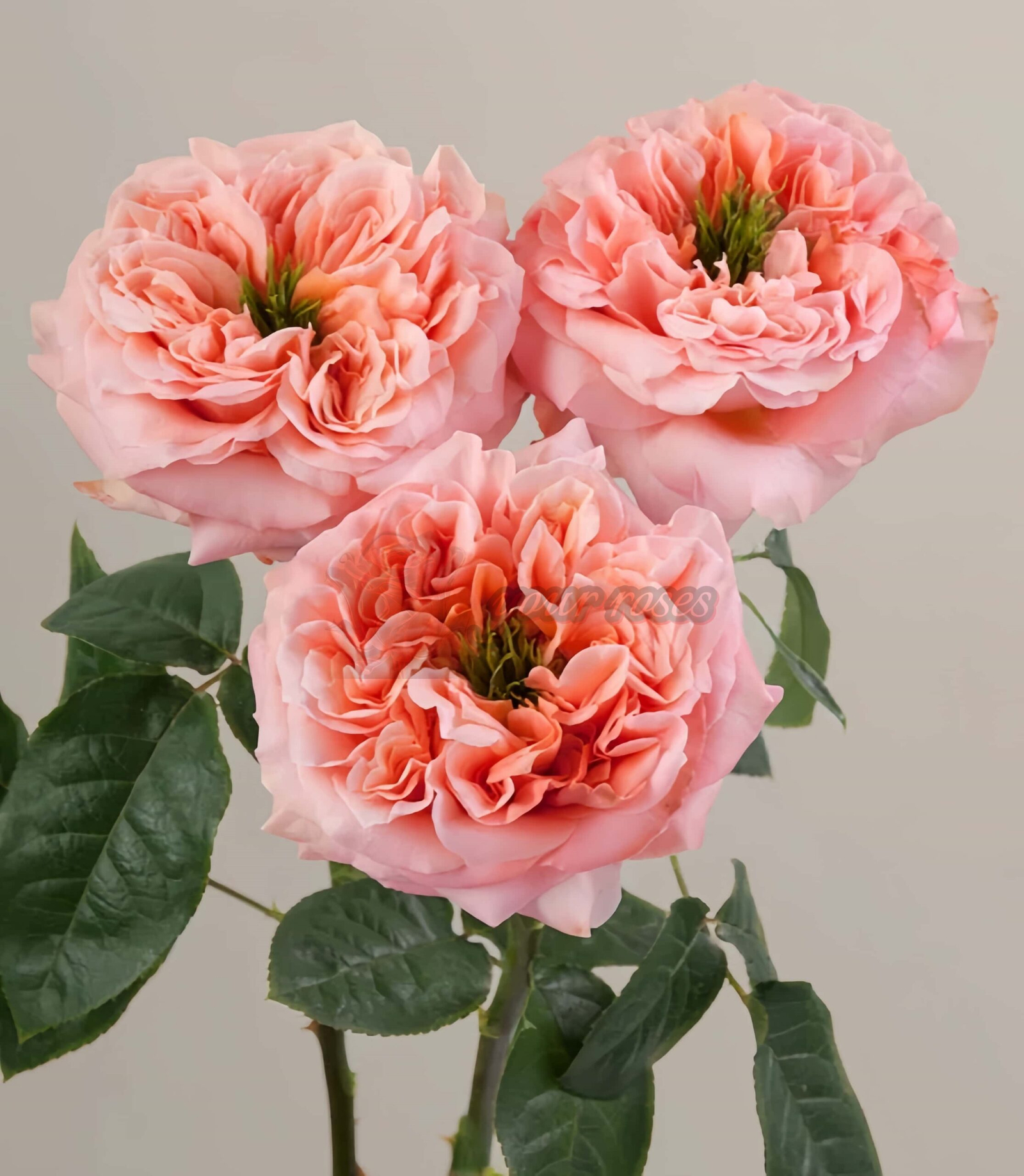 Mandarin X-pression Rose plant丨Your roses