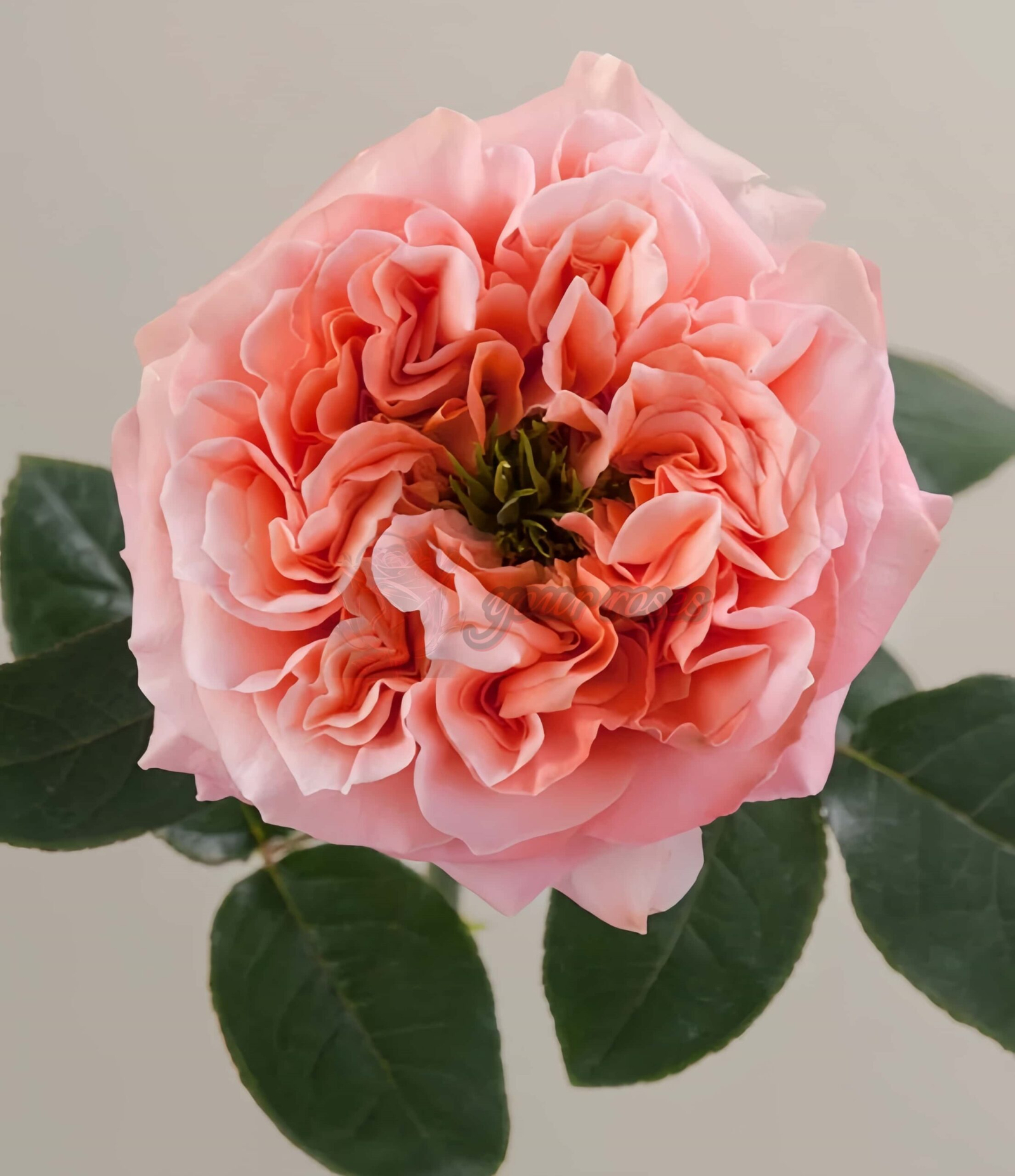 Mandarin X-pression Rose丨Your roses