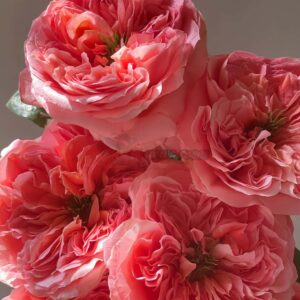 Mandarin X-pression Rose for sale丨Your roses