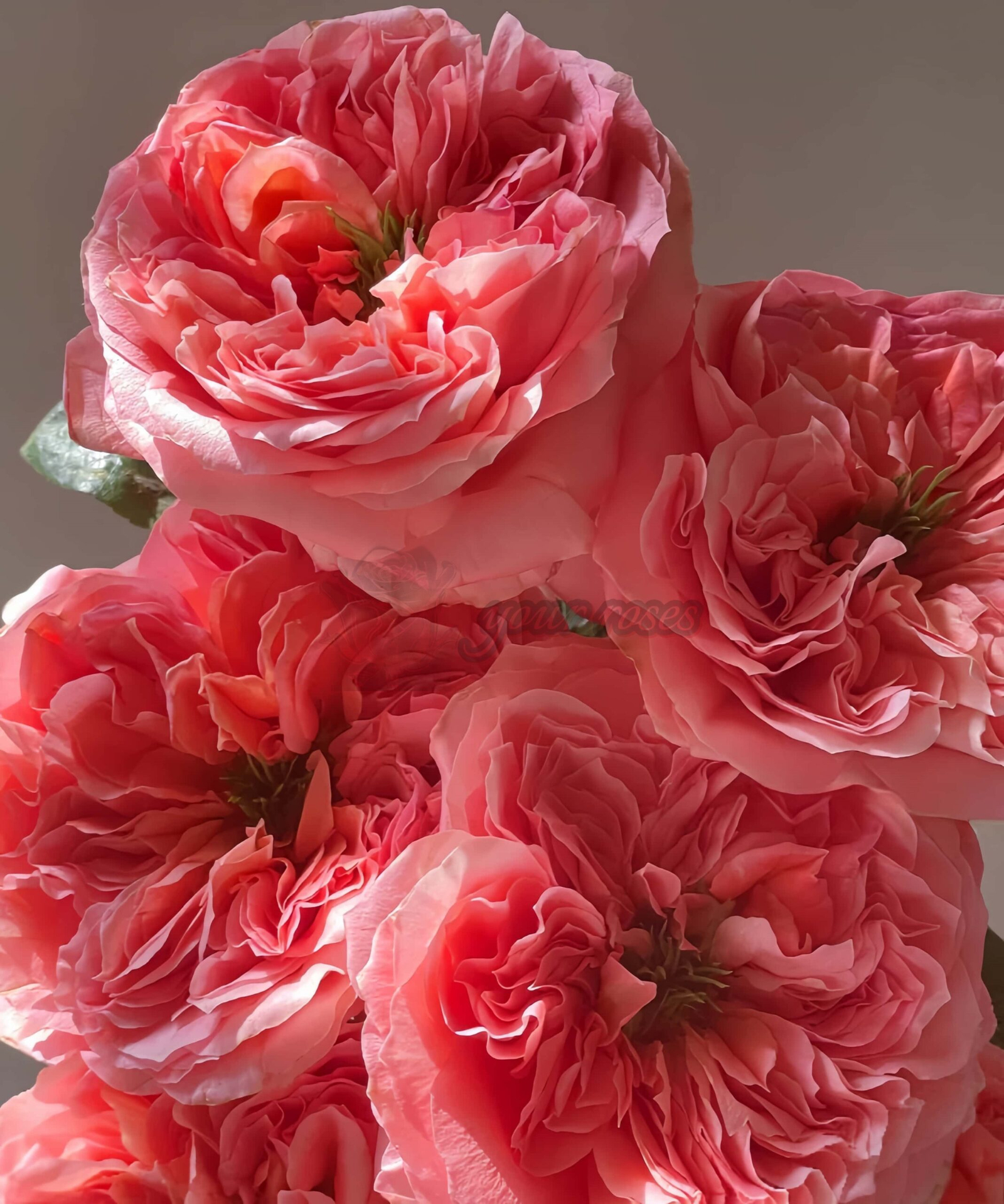 Mandarin X-pression Rose for sale丨Your roses