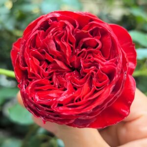 Matador Rose plant丨Your roses