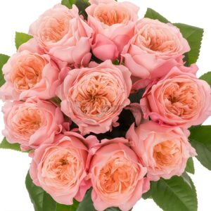 Mayfield! Rose for sale丨Your roses