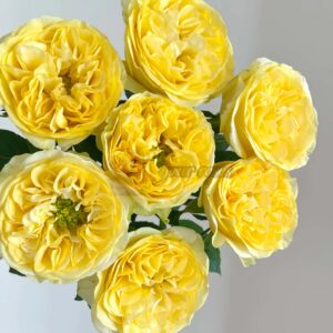 Medina Rose for sale丨Your roses