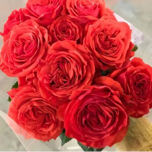 Megastar Rose丨Your roses