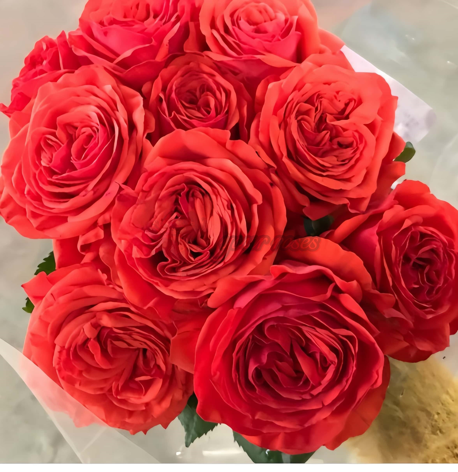 Megastar Rose丨Your roses