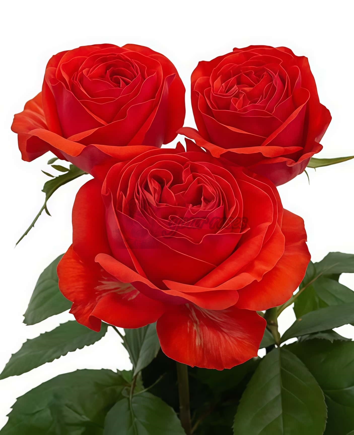 Megastar Rose plant丨Your roses