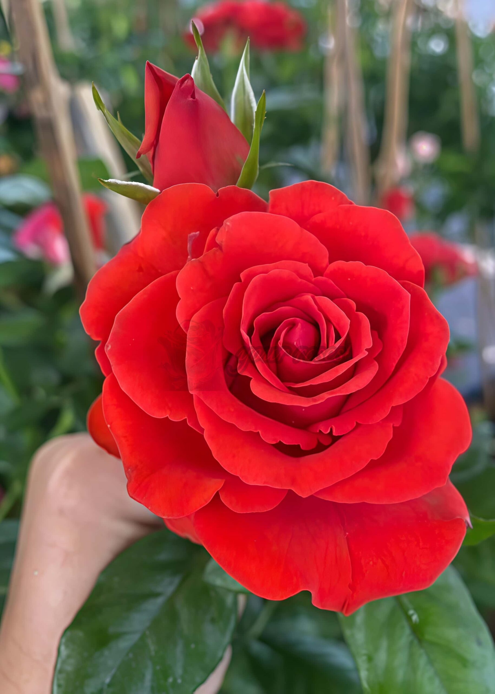 Megastar Rose丨Your roses