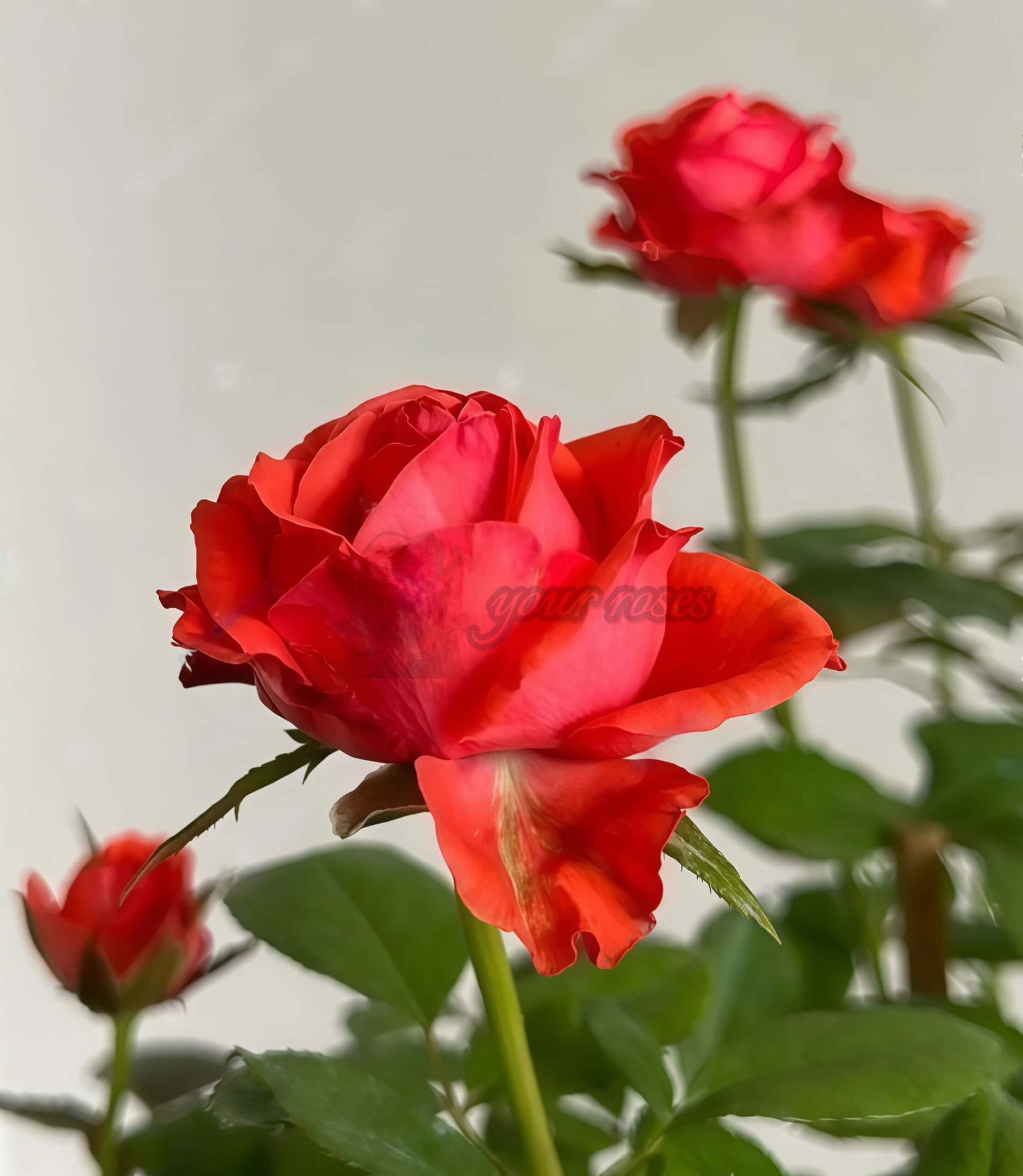 Megastar Rose for sale丨Your roses