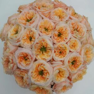 Melon X-Pression Rose 丨Your roses