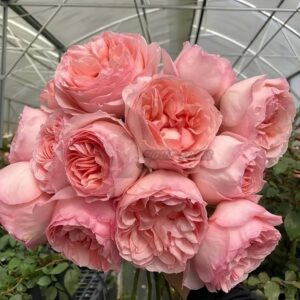 Mystic Garden Rose丨Your roses
