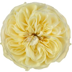 Nona! Rose丨Your roses