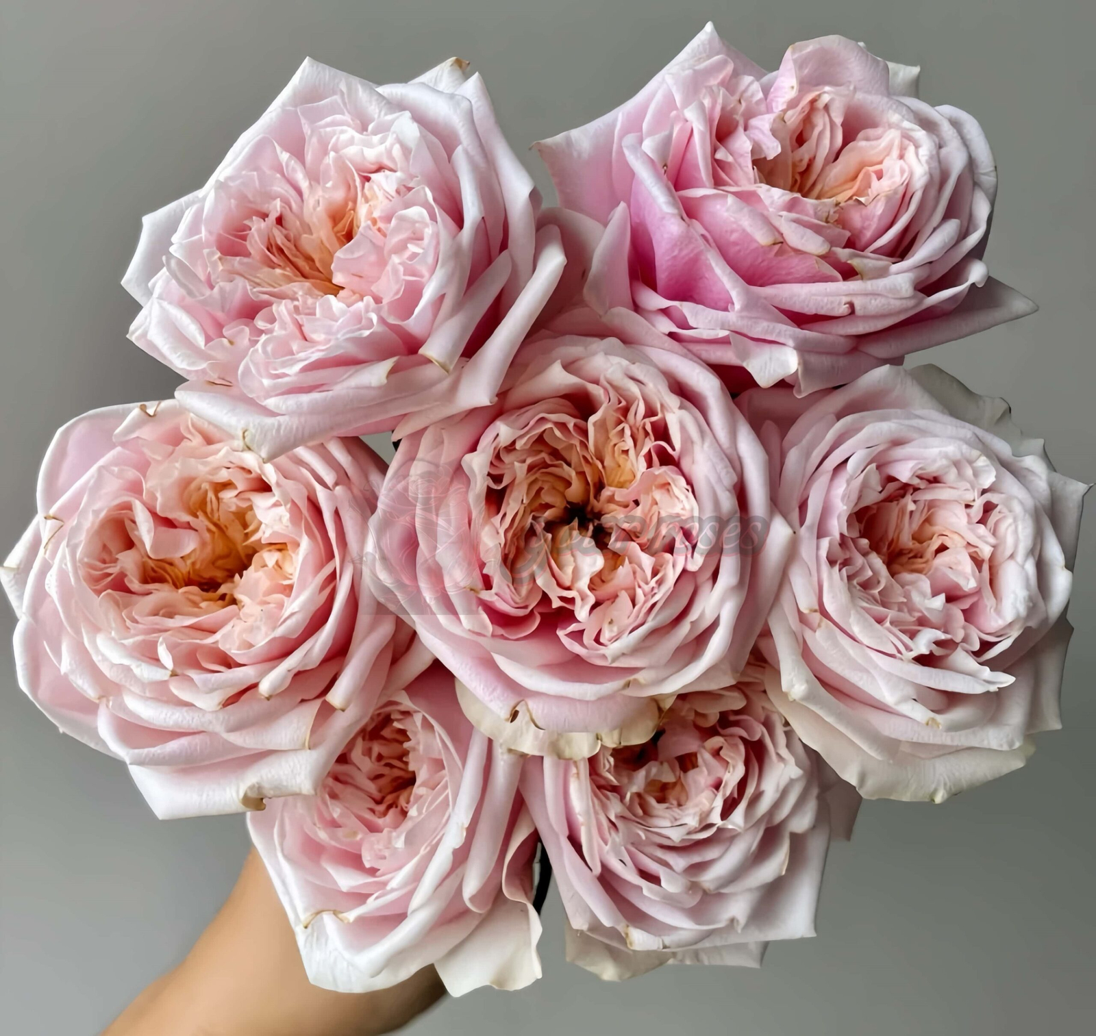 Notting Hill Rose plant丨Your roses