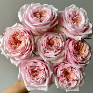 Notting Hill Rose for sale丨Your roses